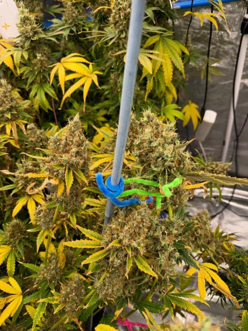 Summer tent grow. Week 23