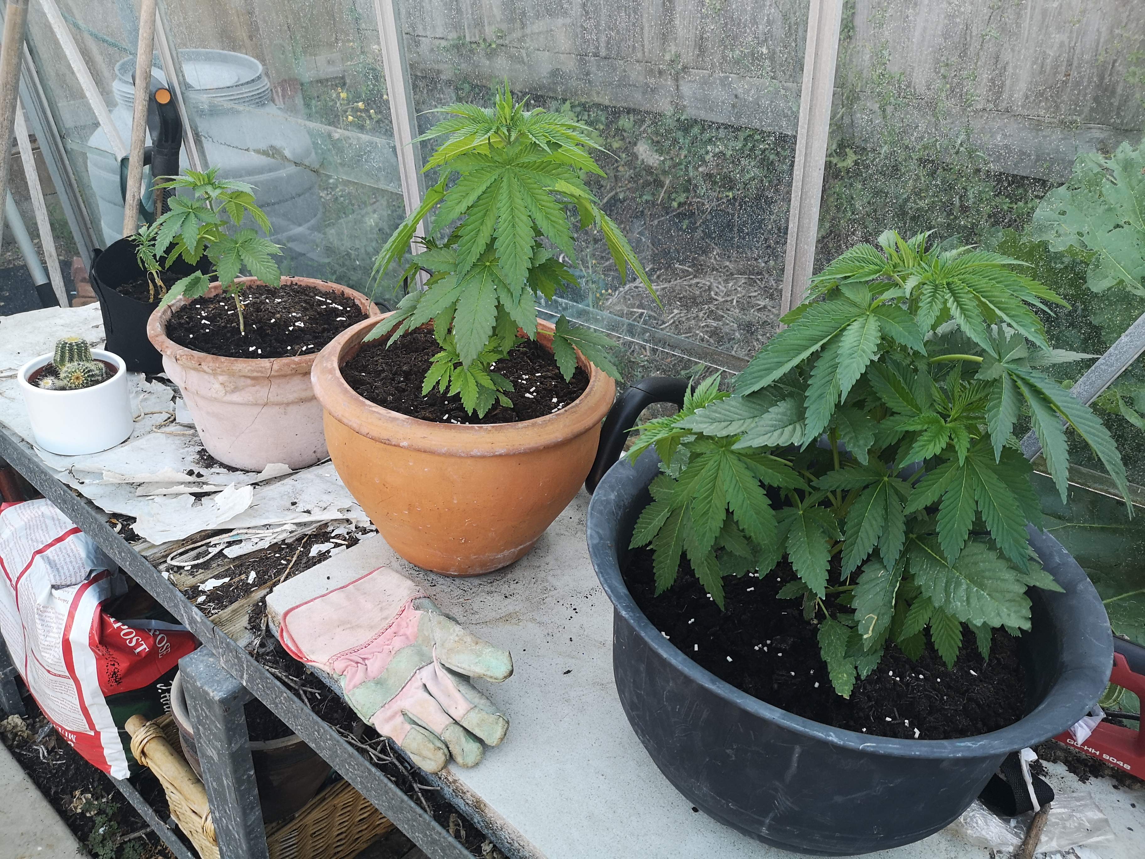 Dutch Passion Auto Orange Bud grow diary (journal) week6 by Fiveplates