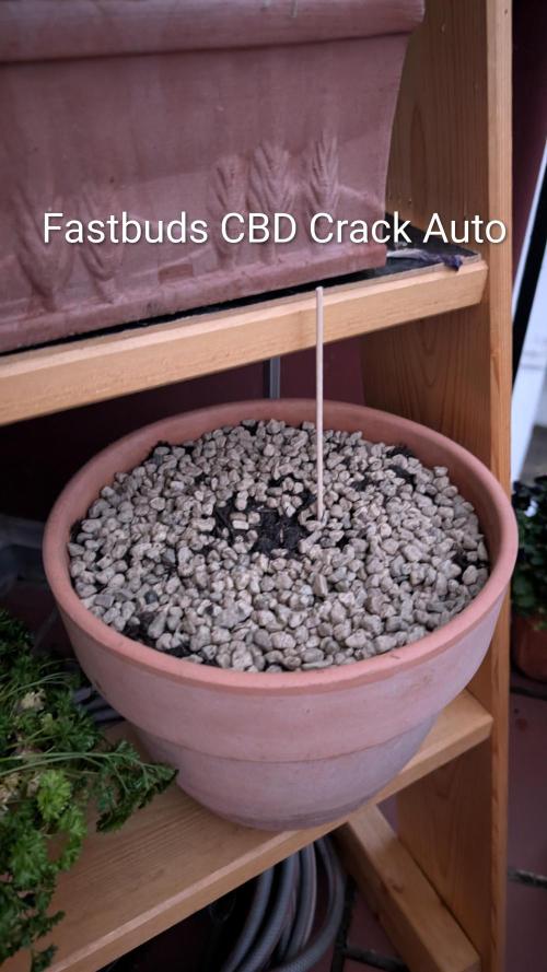 2x CBD + 1x Northern Lights Balcony Grow. Week 0