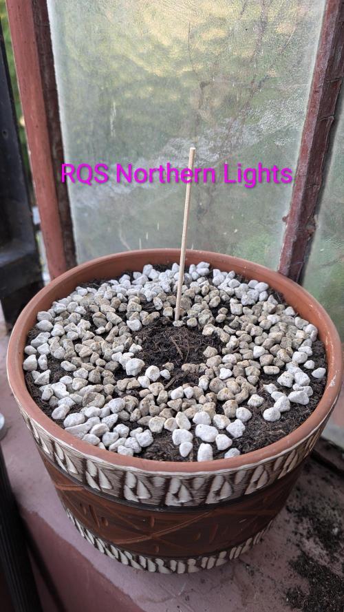 2x CBD + 1x Northern Lights Balcony Grow. Week 0