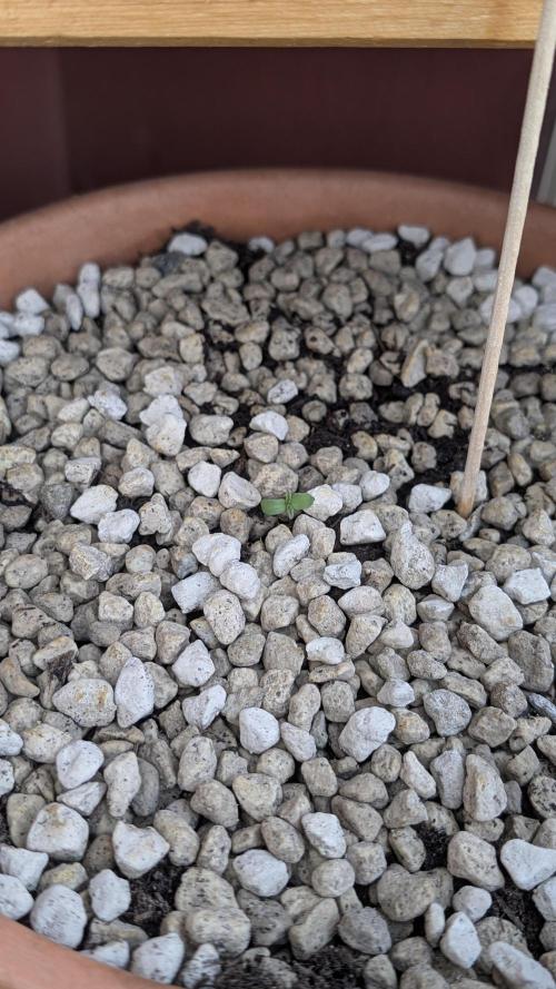 2x CBD + 1x Northern Lights Balcony Grow. Week 0