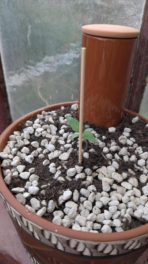 2x CBD + 1x Northern Lights Balcony Grow. Week 1