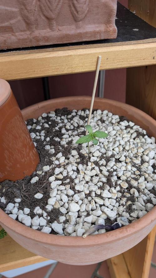 2x CBD + 1x Northern Lights Balcony Grow. Week 1