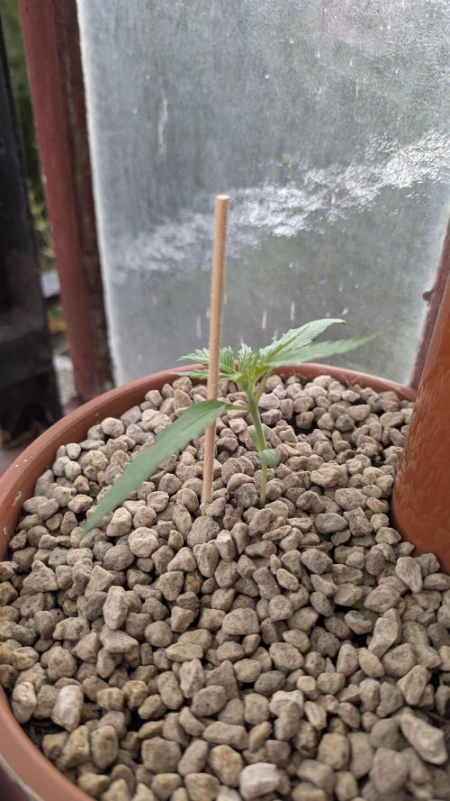 2x CBD + 1x Northern Lights Balcony Grow. Week 2