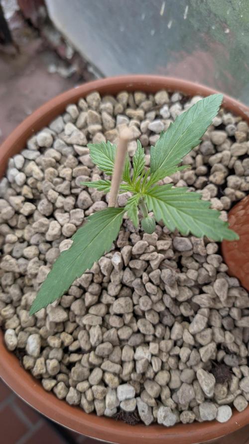 2x CBD + 1x Northern Lights Balcony Grow. Week 2