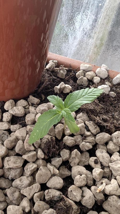 2x CBD + 1x Northern Lights Balcony Grow. Week 2