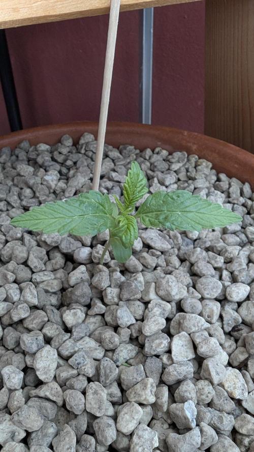 2x CBD + 1x Northern Lights Balcony Grow. Week 2