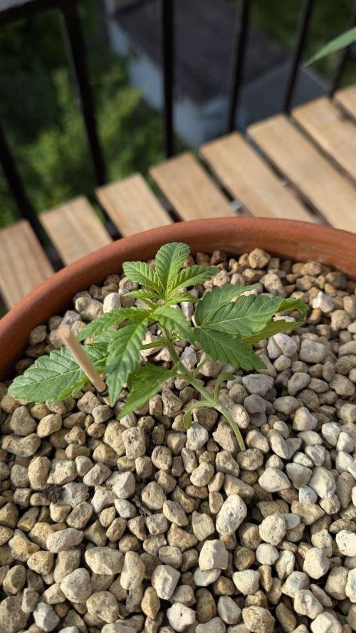 2x CBD + 1x Northern Lights Balcony Grow. Week 3 - Crack Cbd