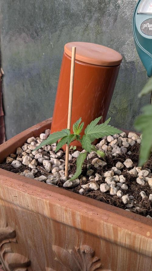 2x CBD + 1x Northern Lights Balcony Grow. Week 3 - Crack Cbd