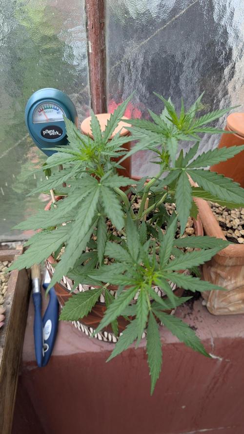 2x CBD + 1x Northern Lights Balcony Grow. Week 4