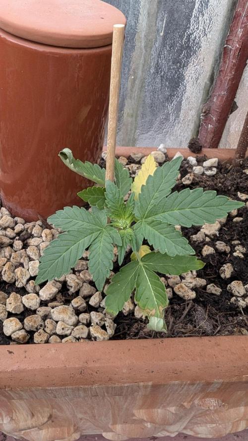 2x CBD + 1x Northern Lights Balcony Grow. Week 4