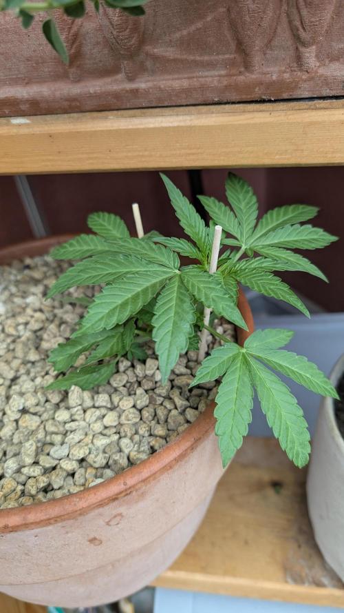 2x CBD + 1x Northern Lights Balcony Grow. Week 4