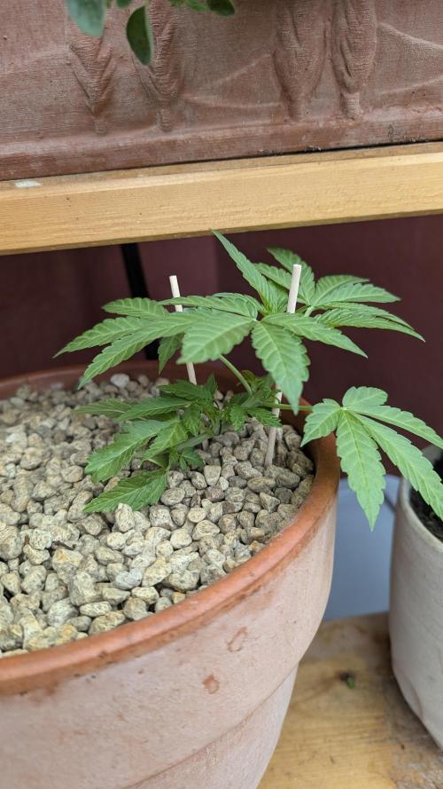 2x CBD + 1x Northern Lights Balcony Grow. Week 4