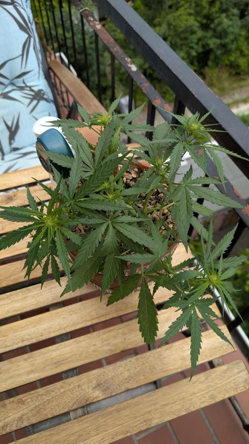 2x CBD + 1x Northern Lights Balcony Grow. Week 5 - Northern Lights