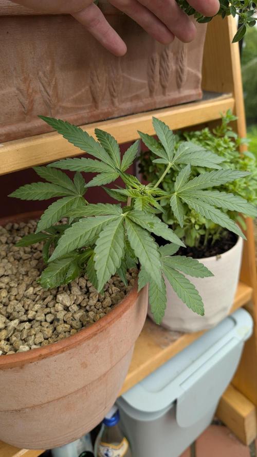 2x CBD + 1x Northern Lights Balcony Grow. Week 5 - CBD