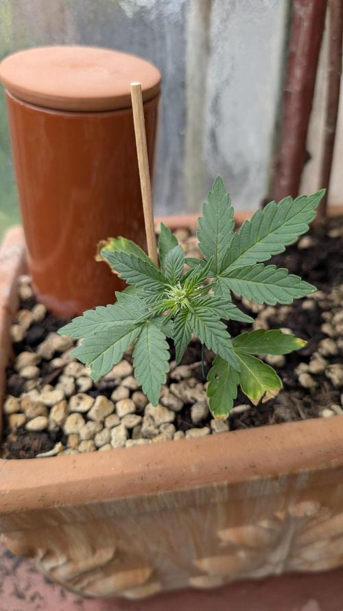 2x CBD + 1x Northern Lights Balcony Grow. Week 5 - CBD