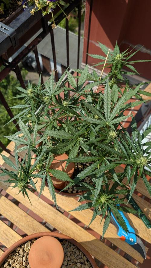 2x CBD + 1x Northern Lights Balcony Grow. Week 6 - Northern Lights