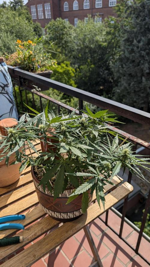 2x CBD + 1x Northern Lights Balcony Grow. Week 6 - NL