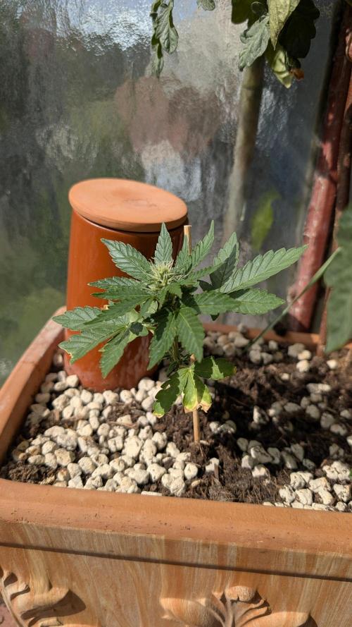 2x CBD + 1x Northern Lights Balcony Grow. Week 6 - Dwarf CBD