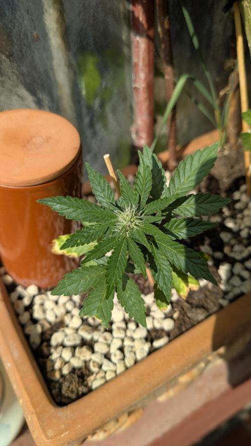 2x CBD + 1x Northern Lights Balcony Grow. Week 6 - Dwarf CBD
