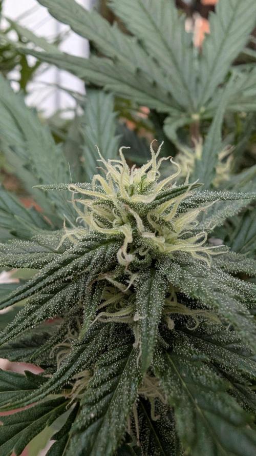 2x CBD + 1x Northern Lights Balcony Grow. Week 6 - Northern Lights Closeup