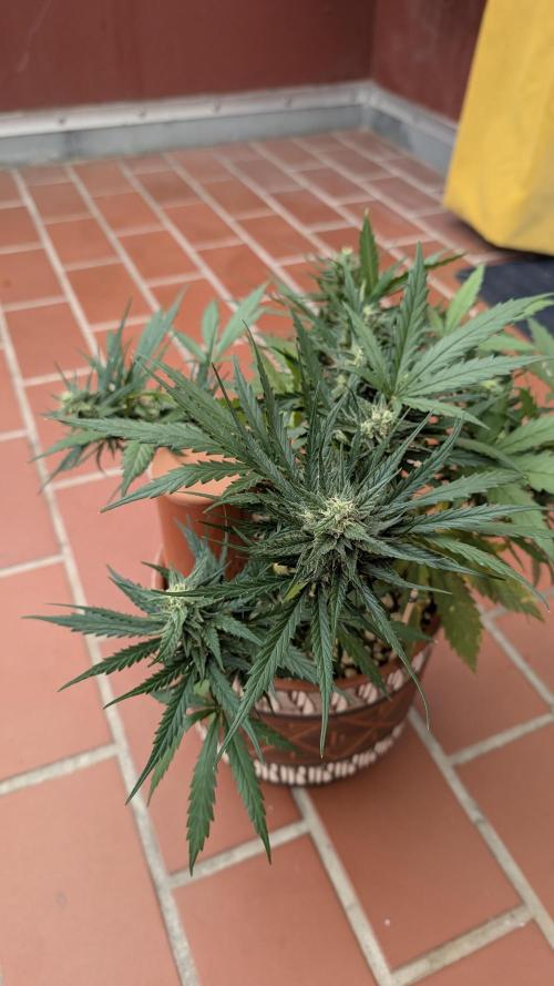 2x CBD + 1x Northern Lights Balcony Grow. Week 8 - Northern Lights