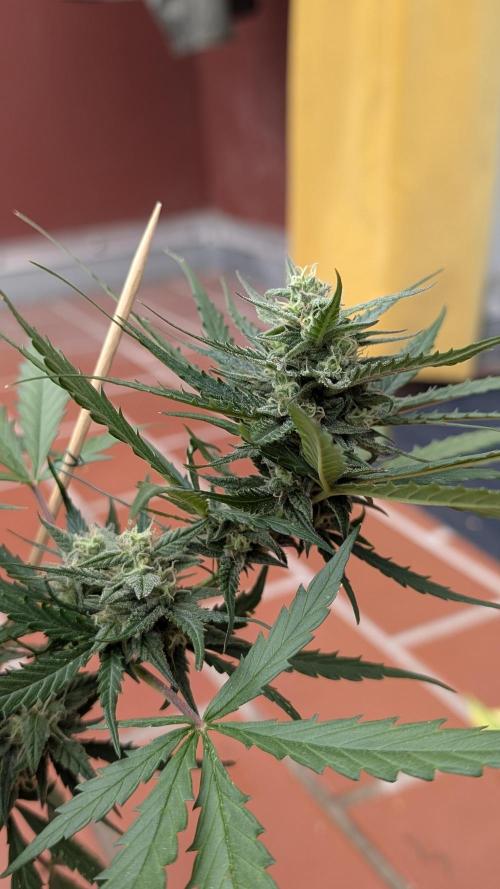 2x CBD + 1x Northern Lights Balcony Grow. Week 8 - Northern Lights