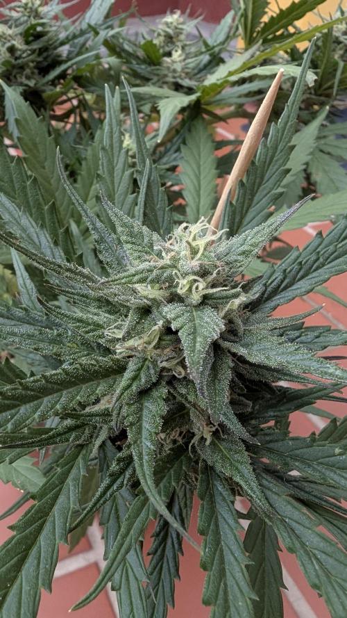2x CBD + 1x Northern Lights Balcony Grow. Week 8 - Northern Lights
