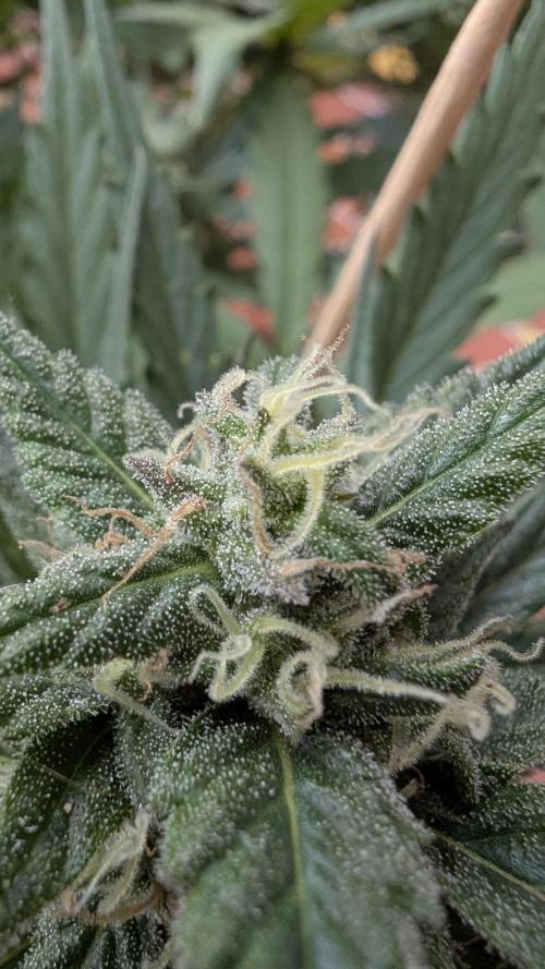 2x CBD + 1x Northern Lights Balcony Grow. Week 8 - Northern Lights