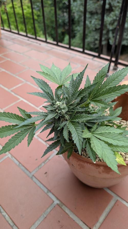 2x CBD + 1x Northern Lights Balcony Grow. Week 8 - CBD Crack