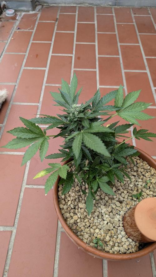 2x CBD + 1x Northern Lights Balcony Grow. Week 8 - CBD Crack