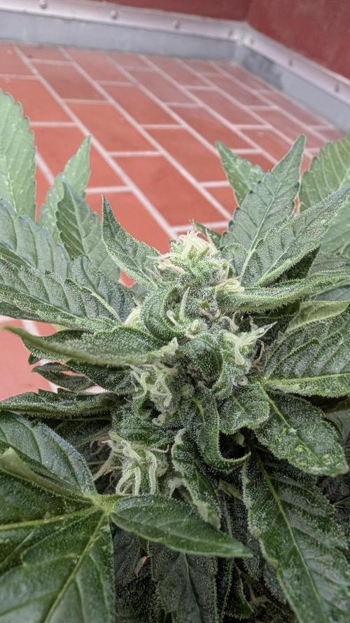 2x CBD + 1x Northern Lights Balcony Grow. Week 8 - CBD Crack