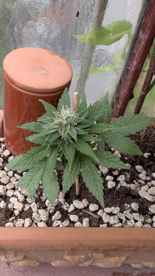 2x CBD + 1x Northern Lights Balcony Grow. Week 8 - CBD Crack Dwarf