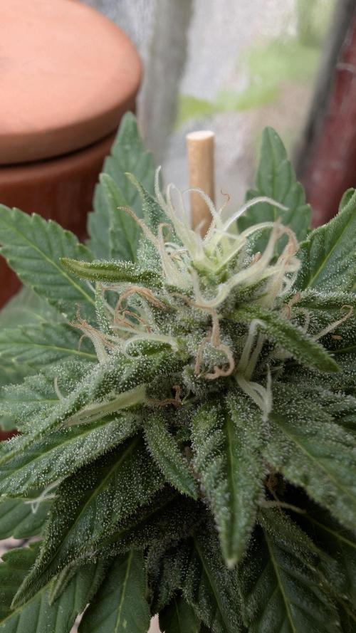 2x CBD + 1x Northern Lights Balcony Grow. Week 8 - CBD Crack Dwarf