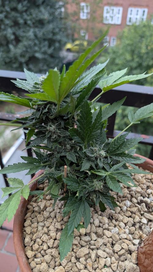 2x CBD + 1x Northern Lights Balcony Grow. Week 9 - CBD Middle One