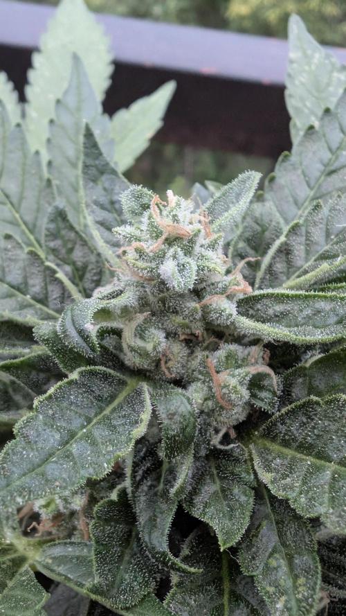 2x CBD + 1x Northern Lights Balcony Grow. Week 9 - CBD Middle One