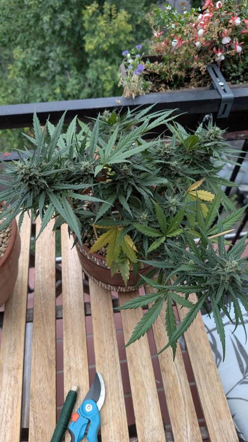 2x CBD + 1x Northern Lights Balcony Grow. Week 9 - Northern Lights