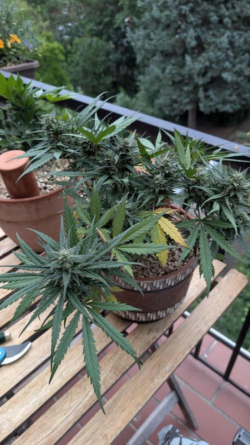 2x CBD + 1x Northern Lights Balcony Grow. Week 9 - Northern Lights 
