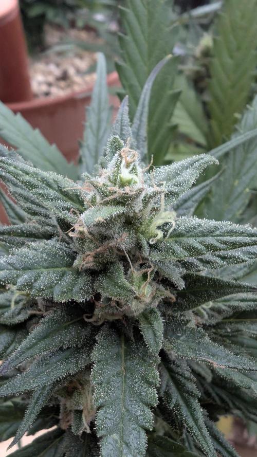 2x CBD + 1x Northern Lights Balcony Grow. Week 9 - Northern Lights 