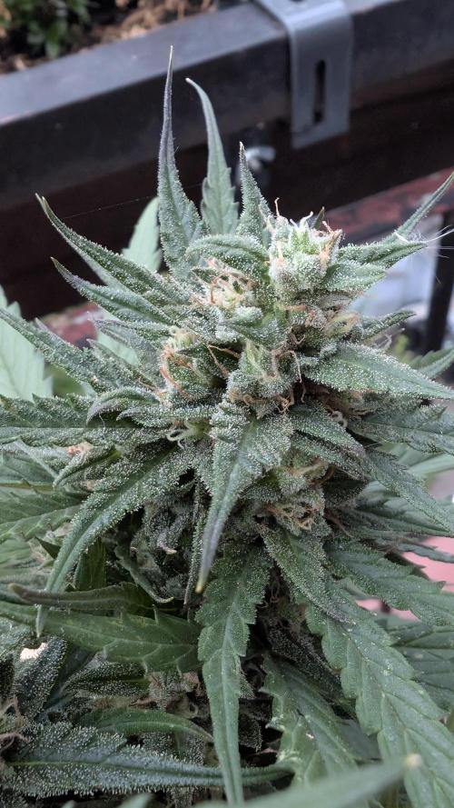 2x CBD + 1x Northern Lights Balcony Grow. Week 9 - Northern Lights 