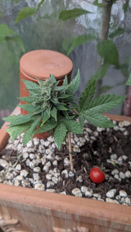 2x CBD + 1x Northern Lights Balcony Grow. Week 9 - CBD Dwarf