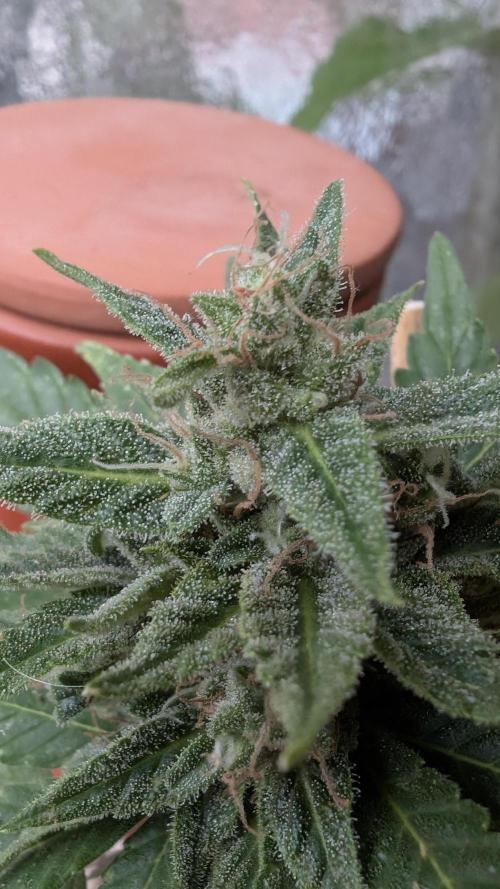 2x CBD + 1x Northern Lights Balcony Grow. Week 9 - CBD Dwarf