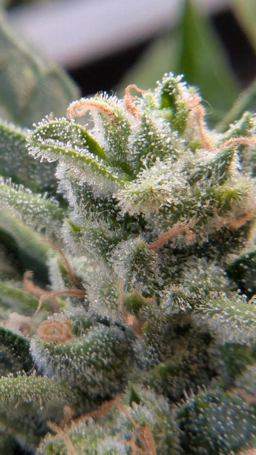 2x CBD + 1x Northern Lights Balcony Grow. Week 9 - Closeup CBD Middle One. 1-2 Weeks I think