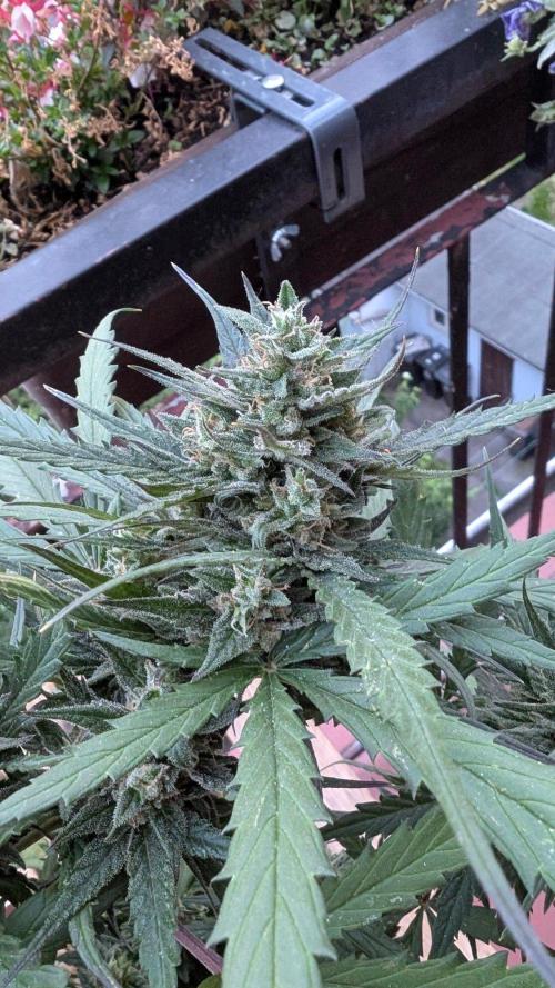2x CBD + 1x Northern Lights Balcony Grow. Week 10 - Northern Lights