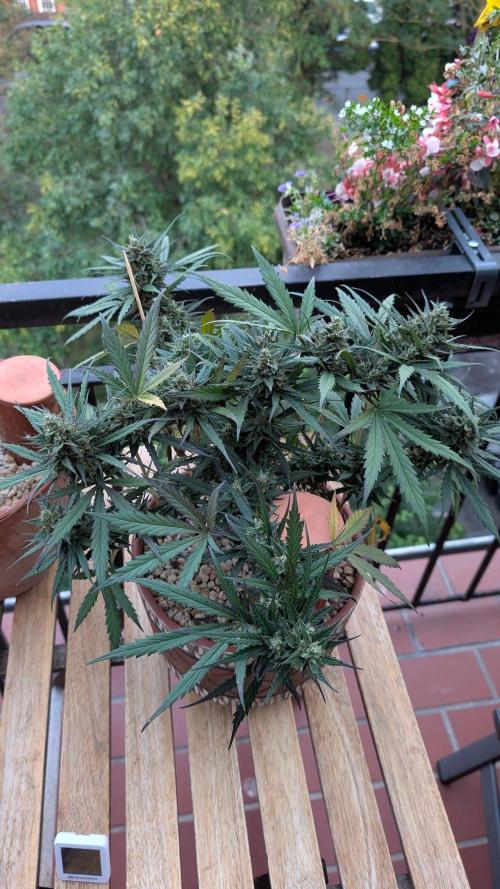 2x CBD + 1x Northern Lights Balcony Grow. Week 10 - Northern Lights 