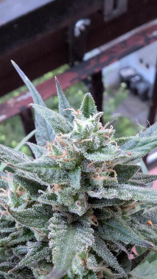 2x CBD + 1x Northern Lights Balcony Grow. Week 10 - Northern Lights