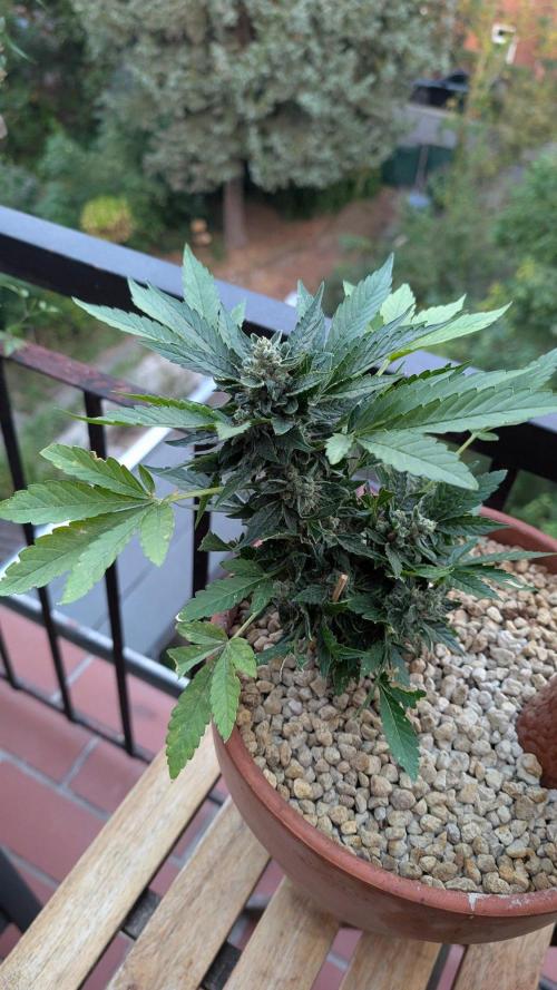 2x CBD + 1x Northern Lights Balcony Grow. Week 10 - CBD Crack Medium