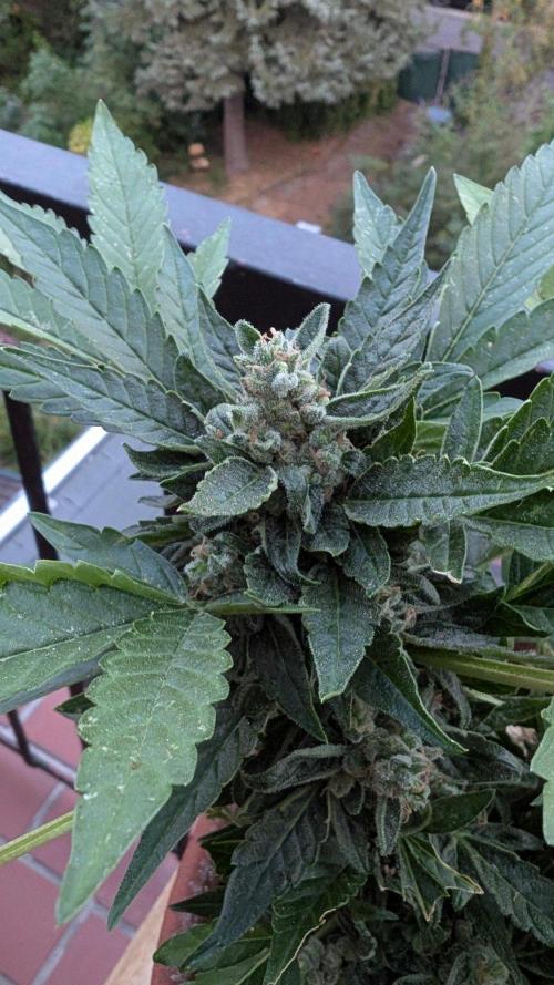 2x CBD + 1x Northern Lights Balcony Grow. Week 10 - CBD Crack Medium