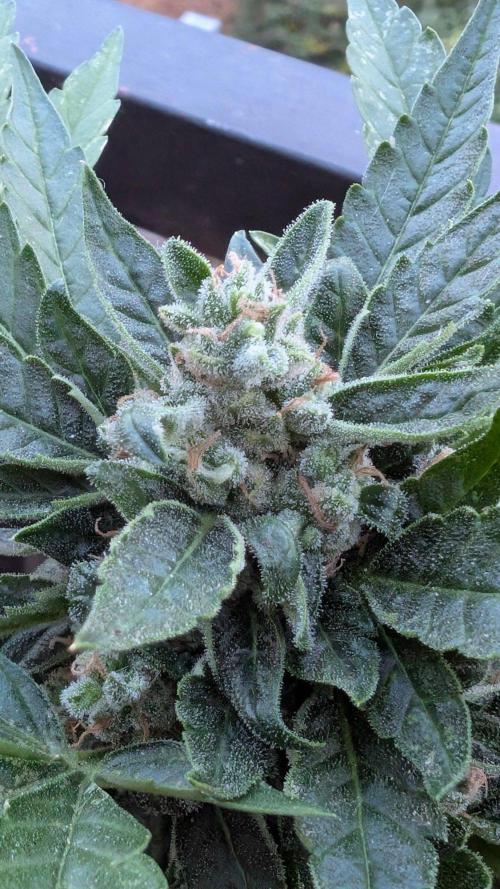 2x CBD + 1x Northern Lights Balcony Grow. Week 10 - CBD Crack Medium