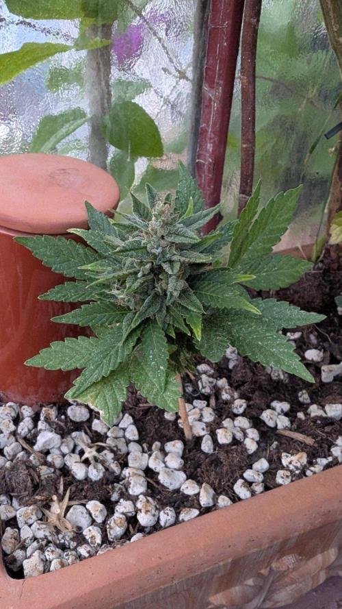 2x CBD + 1x Northern Lights Balcony Grow. Week 10 - CBD Crack Dwarf